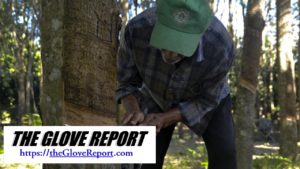 The Raw Material of Rubber is Causing the Price of Gloves and Tires to Rise